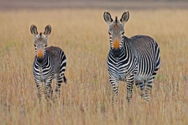 assicurazione viaggio in sudafrica assicurazione viaggio in sudafrica