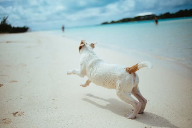 consigli utili per viaggiare con il proprio cane consigli utili per viaggiare con il proprio cane