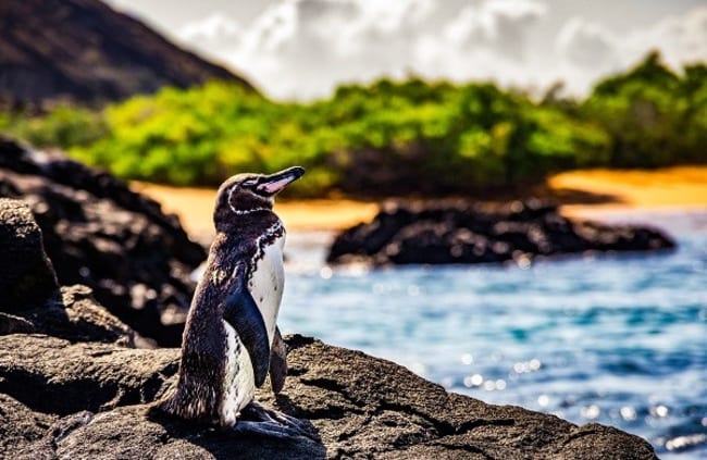 guida sulle isole galapagos dove sono e cosa vedere guida sulle isole galapagos dove sono e cosa vedere