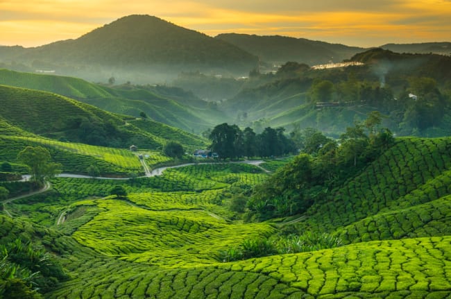 piantagioni di te in Malesia piantagioni di te in Malesia