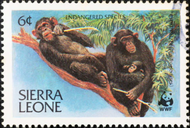 sierra leone consigli e itinerario di viaggio sierra leone consigli e itinerario di viaggio