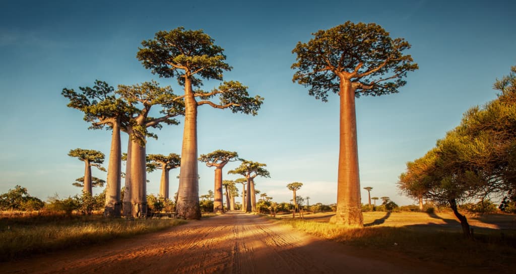 baobab in madagascar