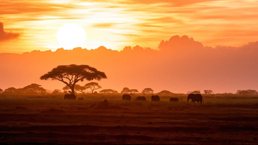 kenya kenya