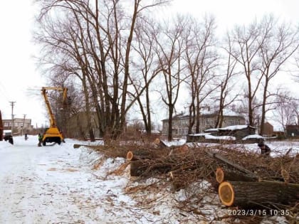 На о. Хабарка приступили к своду аварийных тополей