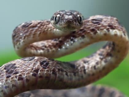 В Вельском районе госпитализировали после укуса гадюки занимавшегося самолечением северянина