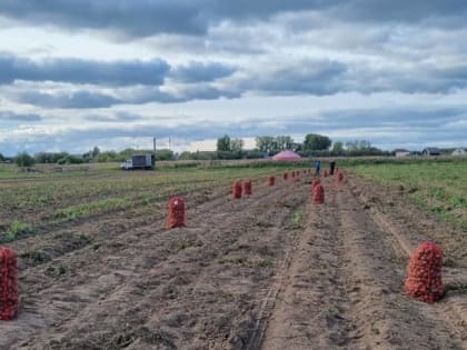 В Архангельской области началась уборка картофеля