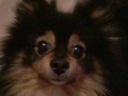 Все предупреждения проигнорировала. Жительница Архангельской области хотела купить щенка, но нарвалась на мошенников