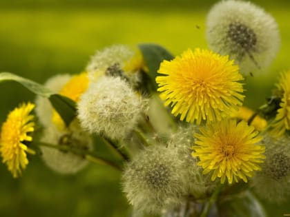Одуванчик — в легендах  и рассказах