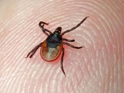 В Поморье клещи начали свою кусачую жатву