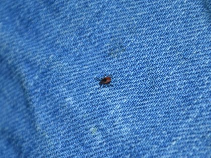 Паралич и летальный исход: где в Поморье люди чаще заражаются клещевыми инфекциями