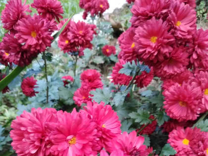 Международным днем пожилых людей