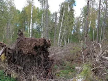 Лесопатологическое обследование в Вологодской области