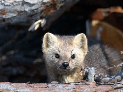 Эталон природы