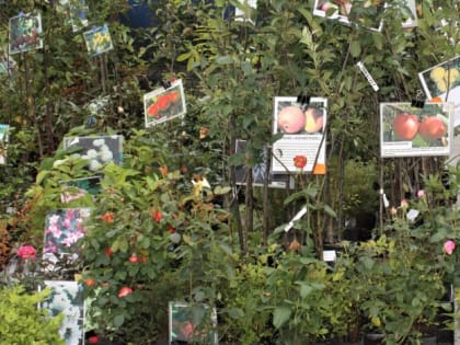 Все на ярмарку «Краски лета»!