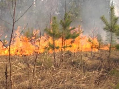117 лесных пожаров произошло в Архангельской области с начала года