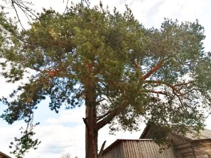 Архангельская область участвует в конкурсе программы «Деревья – памятники живой природы»