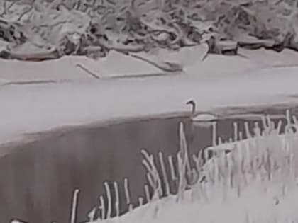 Два лебедя не смогли улететь из Архангельской области этой осенью