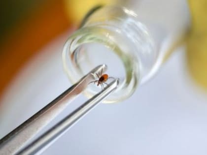 Клещи покусали 1029 детей