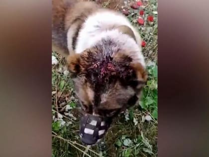 9 ударов топором по голове нанесла жительница Онеги своей собаке
