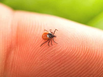 Клещи находят своих жертв на дачах