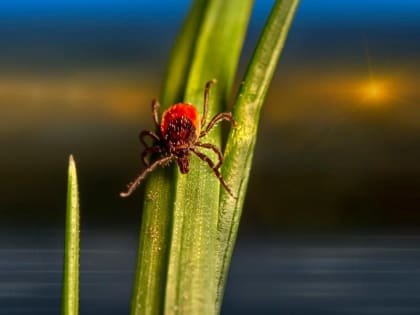 В Архангельской области резко выросло количество заболевших клещевым энцефалитом