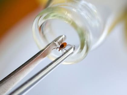 Рост числа пострадавших от присасывания клещей немного замедлился