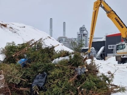 Жители Северодвинска могут подарить елке вторую жизнь