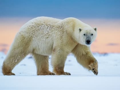 Крупнейшему хищнику посвящается