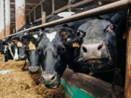 Устьянским фермерам выделят 30 миллионов из бюджета