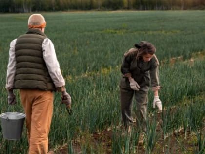 Заброшенные сельхозземли в Поморье будут изымать и заново пускать в оборот