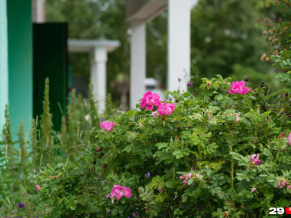 Яркие граффити, аккуратные клумбы и сломанные качели: как выглядят лучшие дворы Архангельска