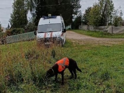 в Архангельской области в лесу погибла 93-летняя пенсионерка