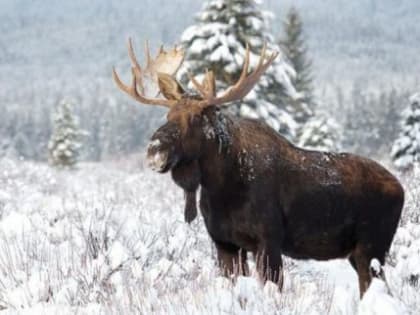 В Архангельской области завершается сезон охоты на лося