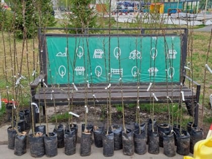 Северодвинск стал участником Всероссийского проекта «Сад. Связь поколений»