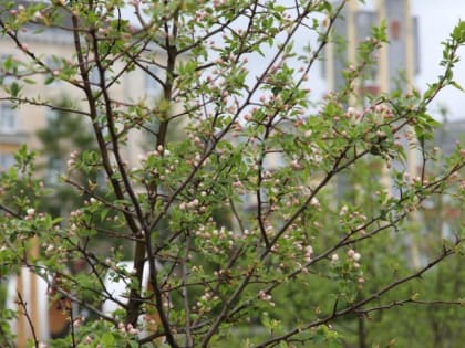 Общественные территории обработают от клещей