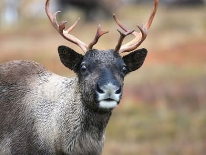 Ученые из Архангельска разложили оленя на коллагены
