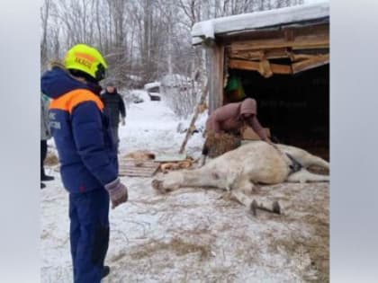 В Архангельске спасли Азазель