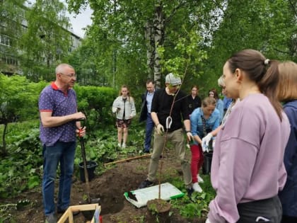 На бульваре по ул. Логинова высадили березы, сирень и дубы