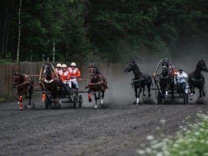 Тройка из Архангельской области примет участие в чемпионате русских троек «Крылатое сердце России»