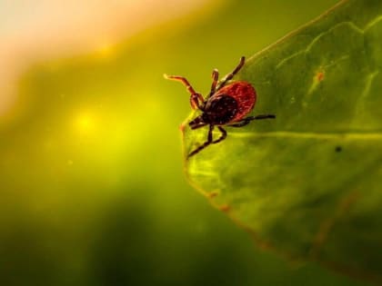В Архангельской области уже более шести тысяч человек пострадало от укусов клещей