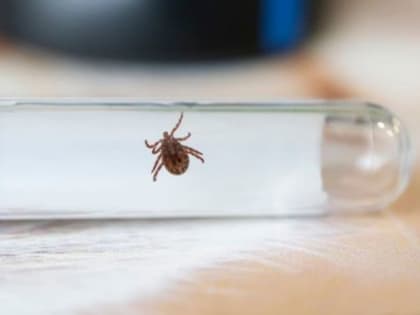 От клещей пострадали 5735 северян