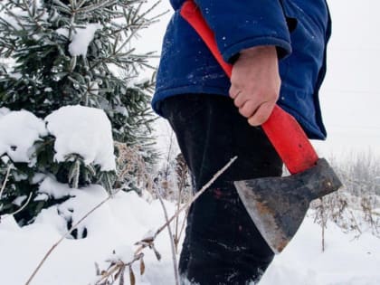 Охрана архангельских лесов от незаконных рубок новогодних деревьев усилена