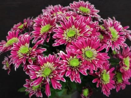 Час от часу не легче. Хризантемы, зараженные западным цветочным трипсом, обнаружили в Архангельске