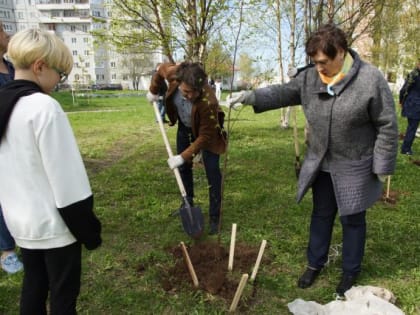 На Аллее памяти посажены новые березы