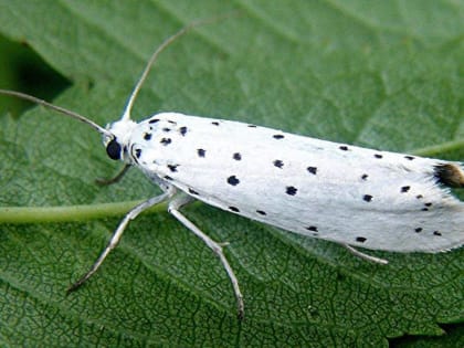 Россельхознадзор: заболевшие деревья и вредитель не опасны для здоровья человека