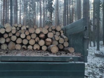 В Вельском районе задержали трёх лесорубов за незаконно срубленные сосны