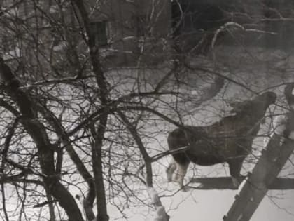 И Рашкин не понадобился. На Соловках сократят численность лосей на шесть особей