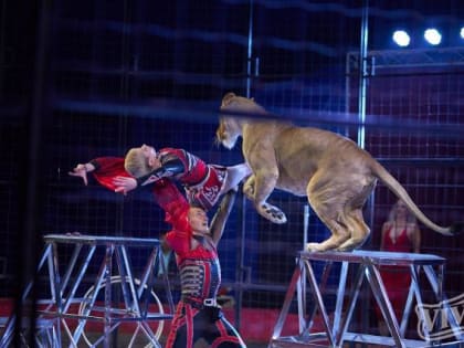 Грандиозное цирковое шоу завершает свои гастроли в Архангельске. Успевайте!