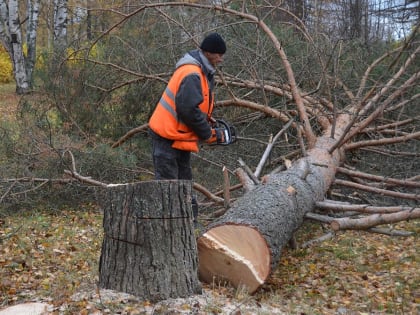 Кто сгубил сосны на набережной?