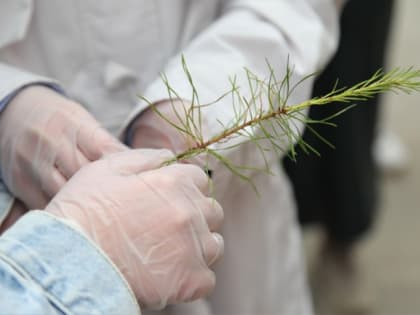 Объявлен конкурс на лучшее проведение мероприятий Года экологии в Архангельской области